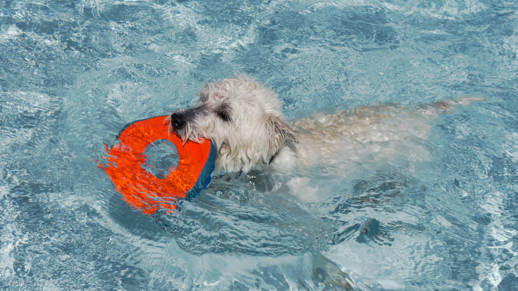 animais e piscina